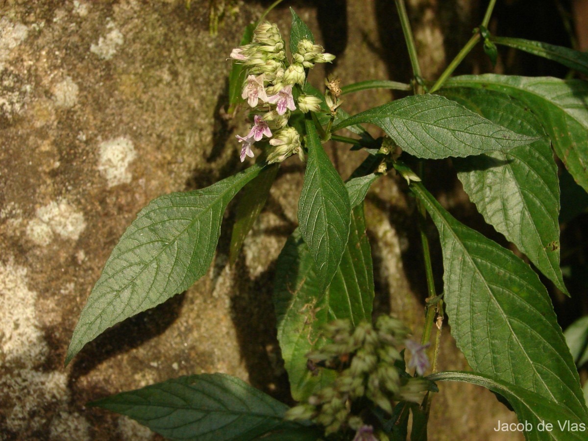 Lepidagathis walkeriana Nees